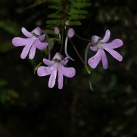 Impatiens lancifolia C.Bandara, Atthanagoda & Kariyawasam